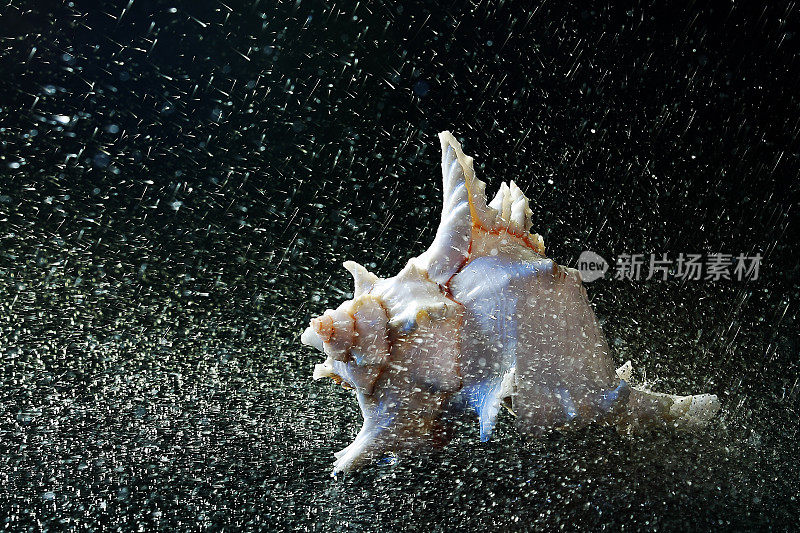 雨中的海螺壳