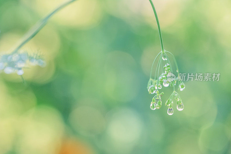 夏日花园散谷背景中，雨滴依附在小茴香上