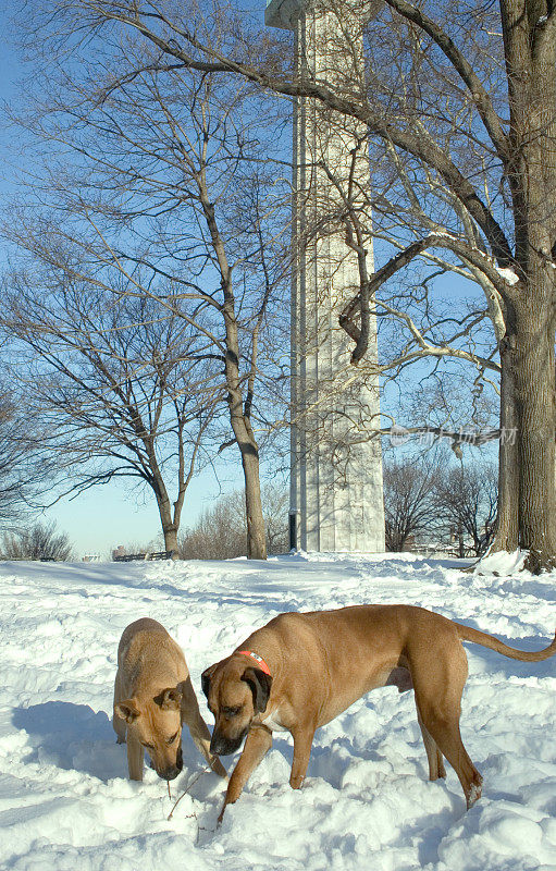 两只狗在雪中玩耍