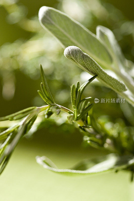 混合新鲜香草