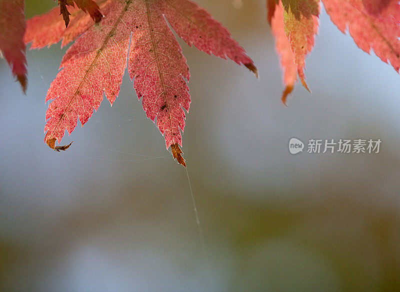 秋叶和蜘蛛网