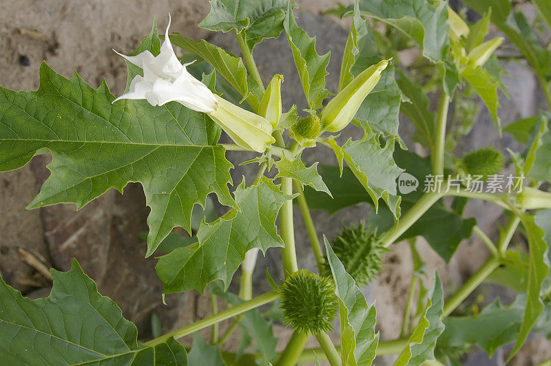 Thornapple(曼佗罗)