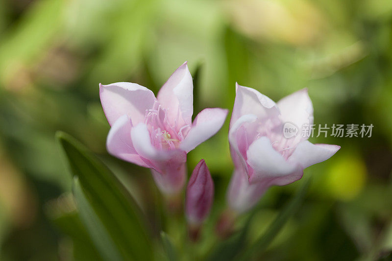 粉红色夹竹桃花和芽与绿色的叶子在背景