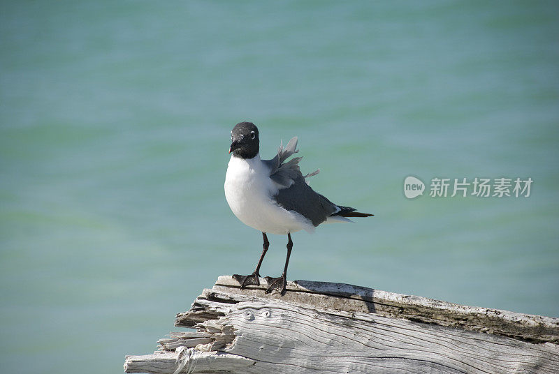 栖息的海鸥