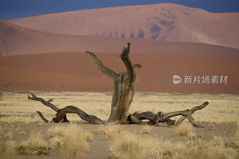 纳米布沙漠