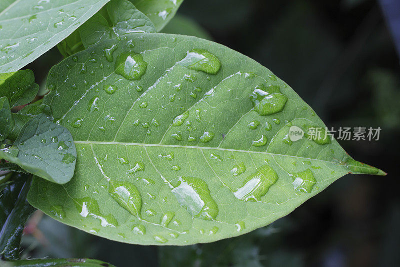 虎杖雨溅叶