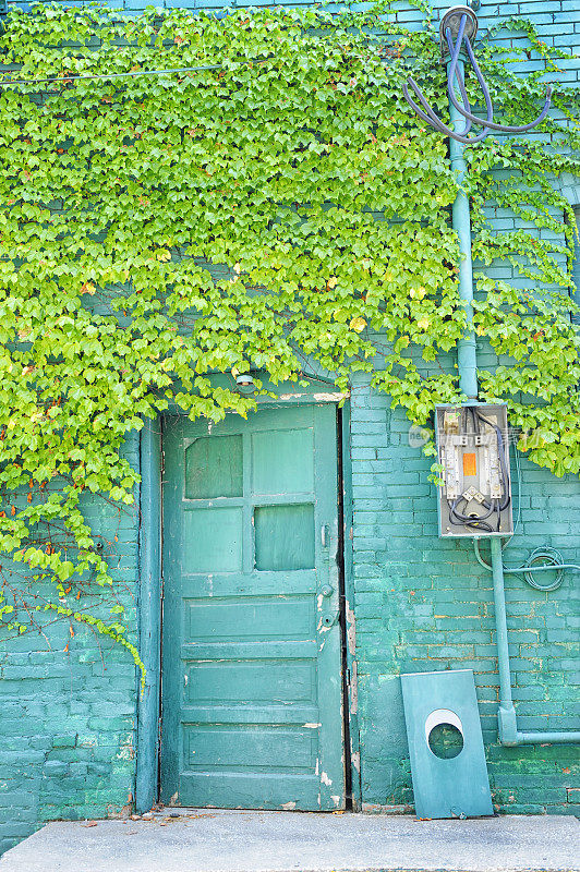 老蓝绿门和爬满常春藤的砖墙
