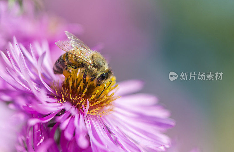 蜜蜂在米迦勒菊上