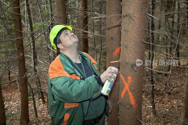 林业工人指示要砍伐的树木