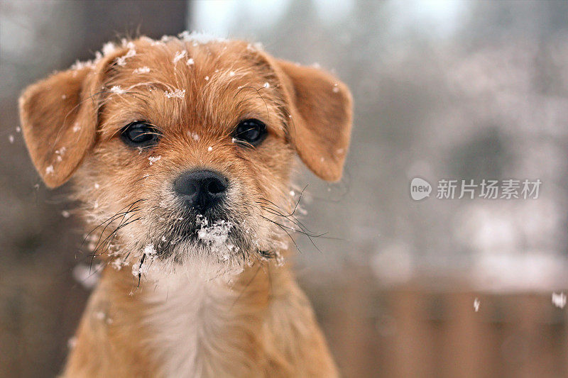 雪中的小狗