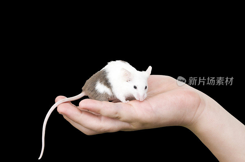 一只手拿着一只老鼠，孤立在黑色背景上