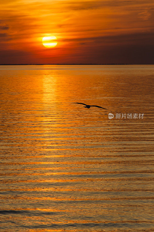 日落时，海面上飞过的海鸥