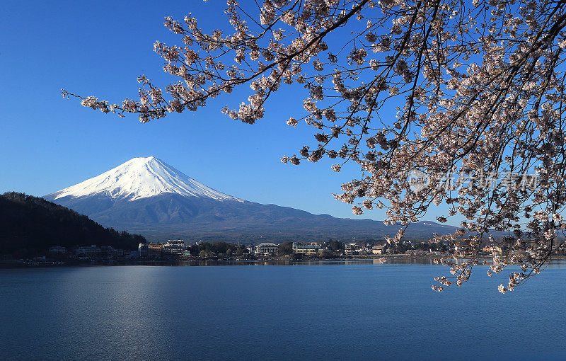 富士山和樱花