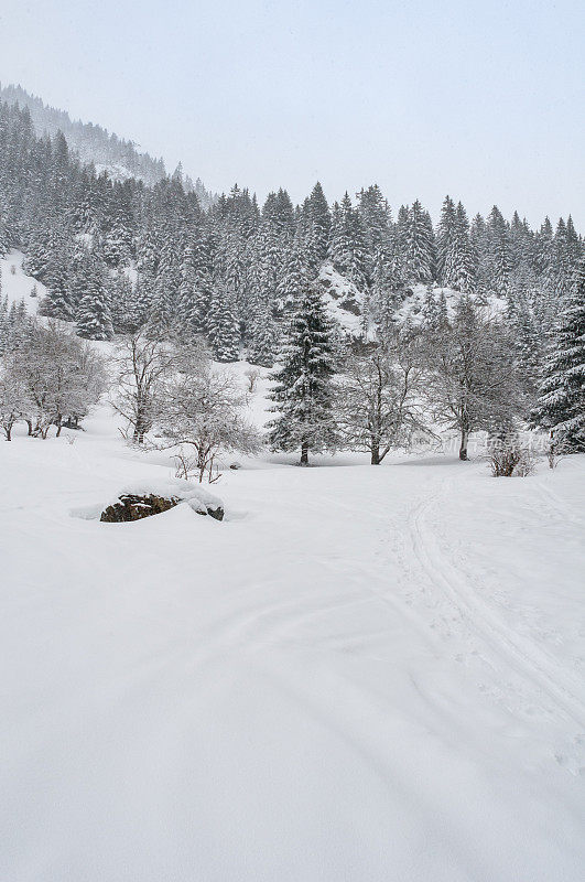 冬季景观与雪和树