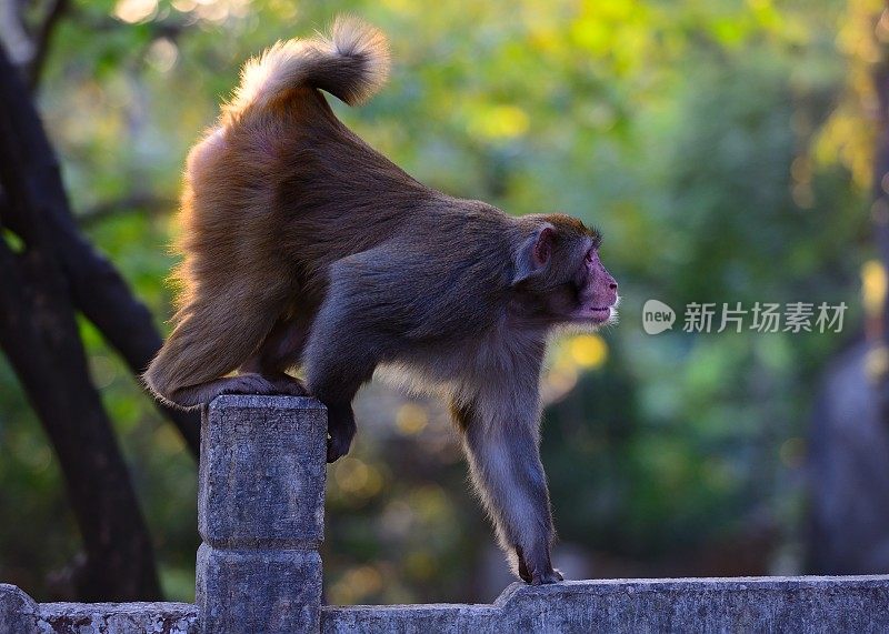 雄性猴子走