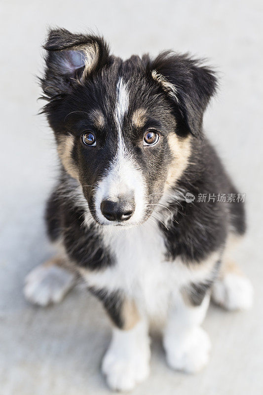 边境牧羊犬幼犬三色11周