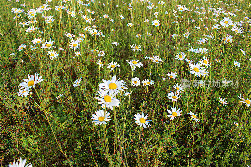 野月菊，白菊花(牛眼)