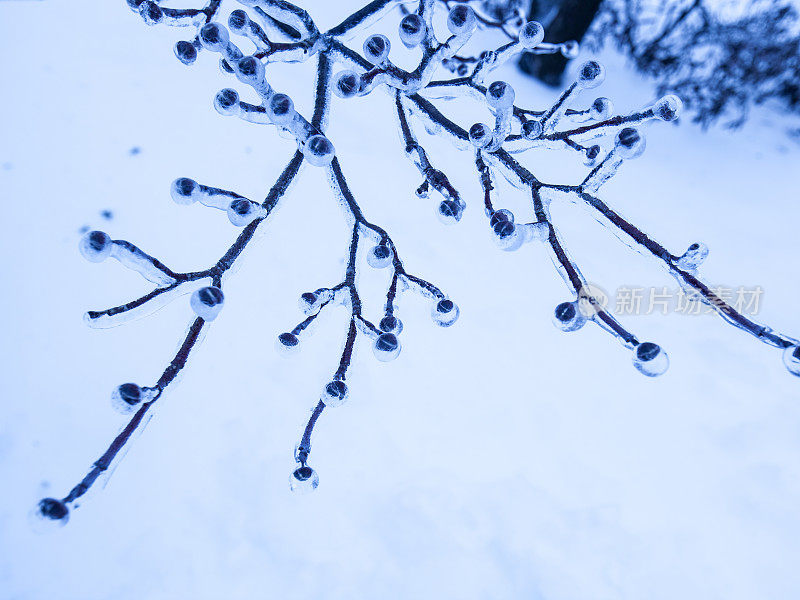 冰雪覆盖的树枝在冬天的景象