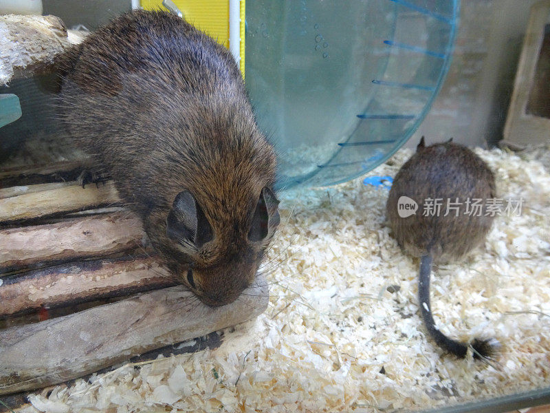 驯养、饲养玻璃缸中常见的八齿鼠(刷尾鼠)