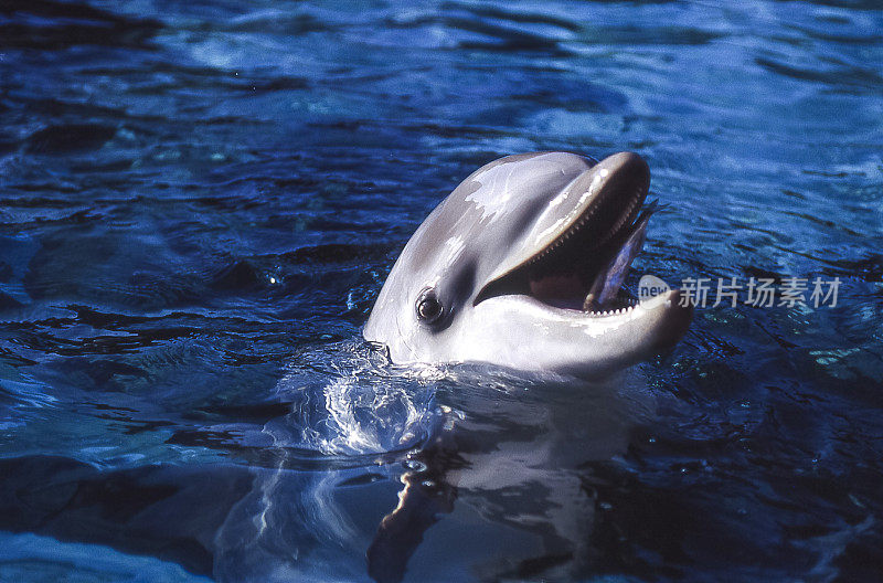 捕获的普通宽吻海豚的特写