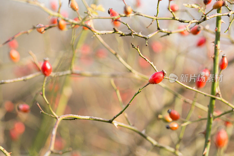 野玫瑰果植物