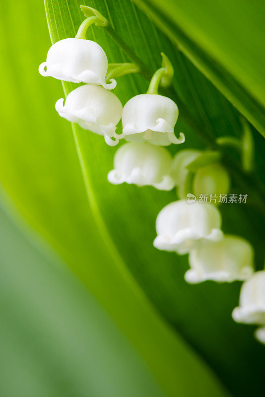 近距离的百合山谷花