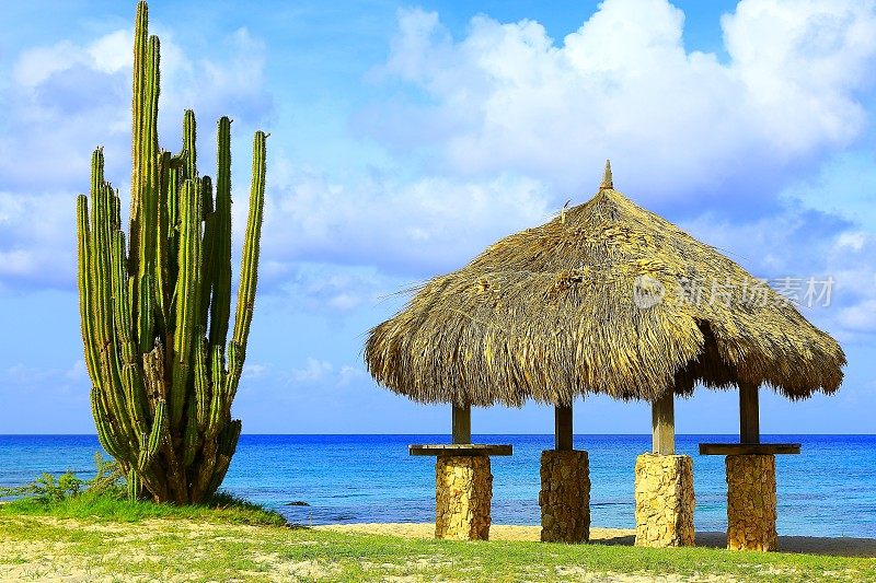 仙人掌和帕拉帕-阿鲁巴海滩，荷属安的列斯群岛，加勒比海