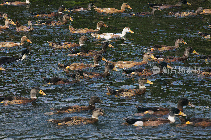 鸭子在印度喀拉拉邦的死水中游泳