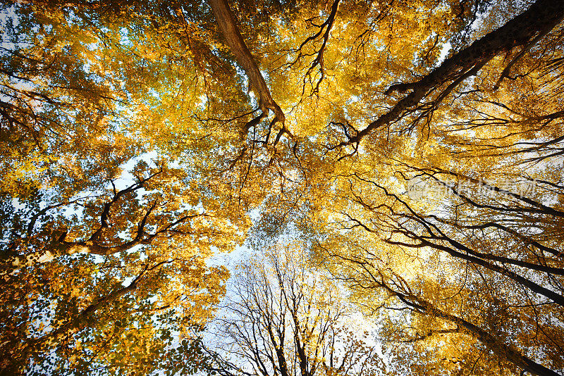 秋天的森林的树冠层