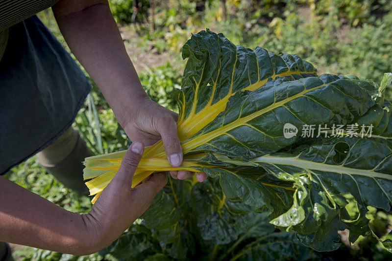 新鲜采摘的有机瑞士甜菜。