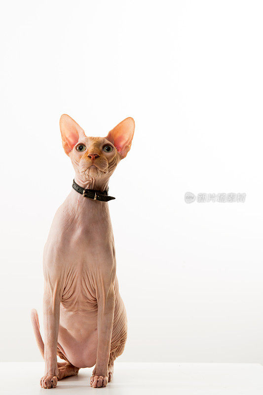 sphynx猫