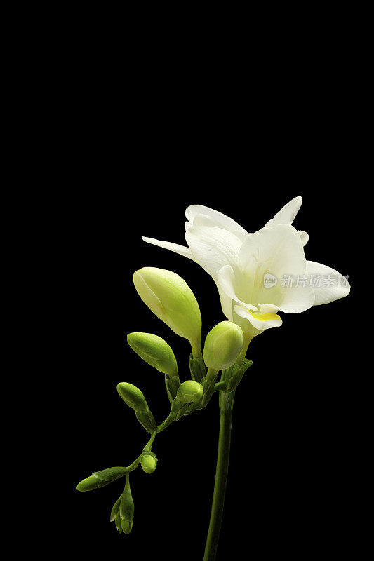 新鲜的白色小苍兰，花，孤立在黑色上
