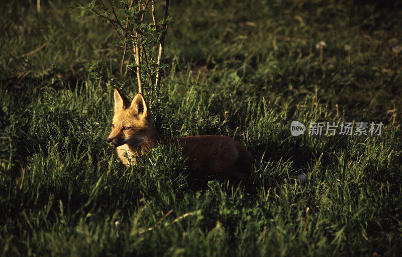 日落时分，高草中的红狐
