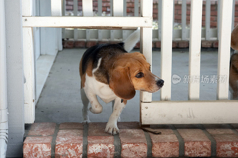 小猎犬穿过狗的入口