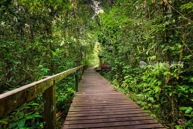 穿越婆罗洲岛热带雨林丛林