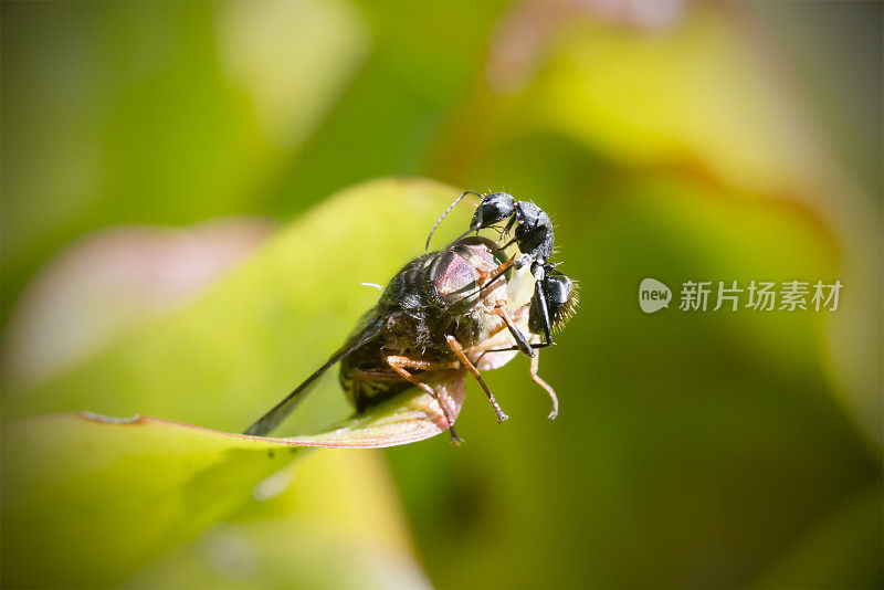 蚂蚁攻击三月飞微距射击