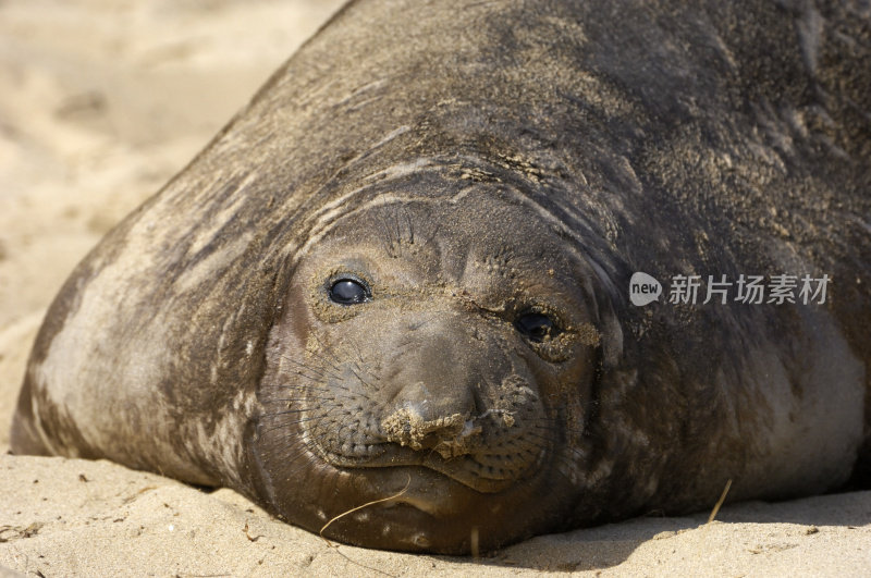 野生海象在沙滩上休息