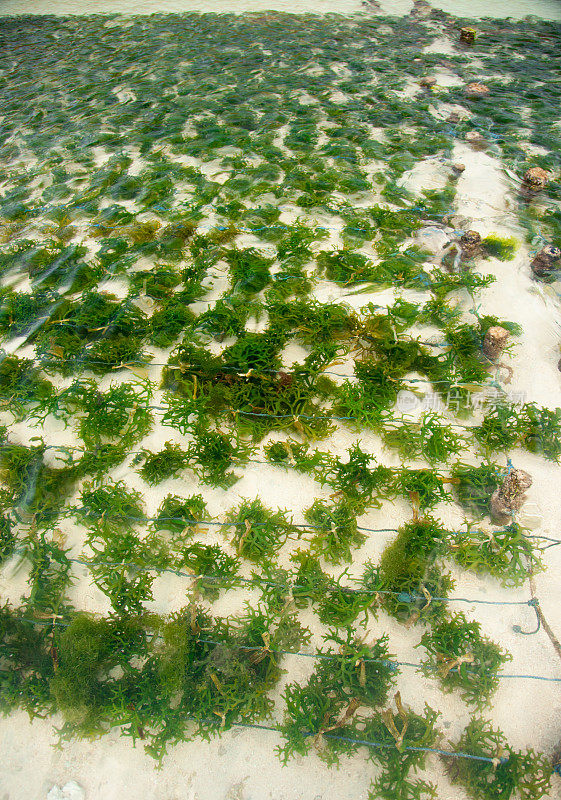 海藻农场