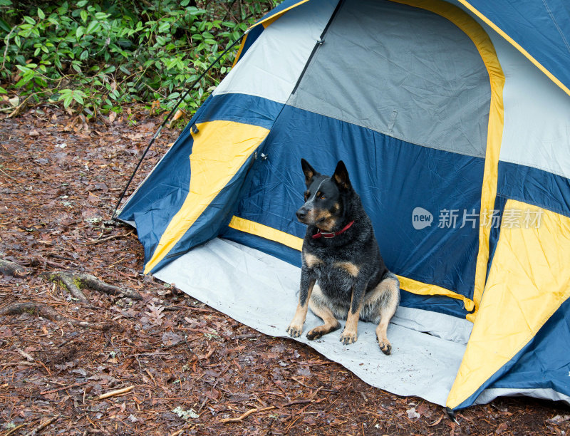 狗在帐篷