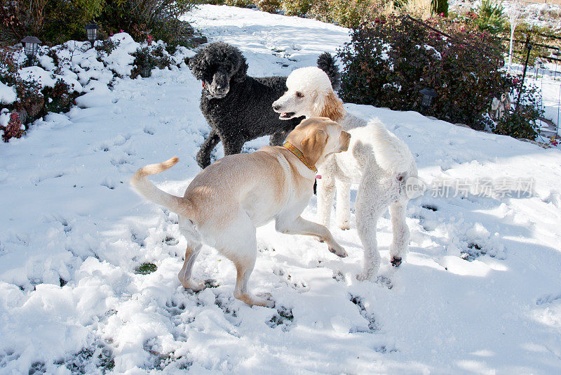 三只可爱的狗在雪中玩耍，拉布拉多犬和贵宾犬