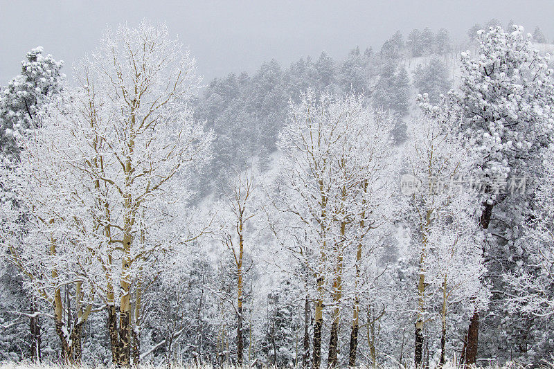 派克国家森林下大雪