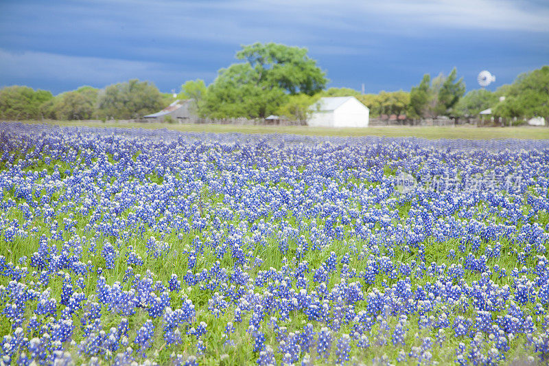 长满矢车菊的草地。美国德克萨斯州。谷仓。