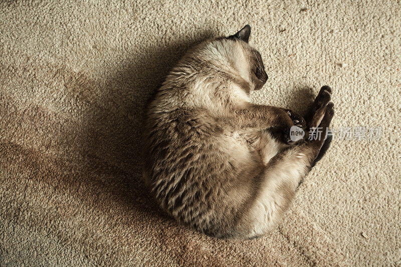 在地板上睡觉的暹罗猫