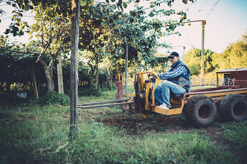 农民在猕猴桃种植园的拖拉机上
