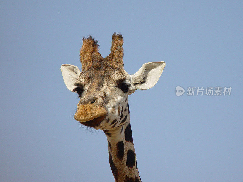 长颈鹿特写镜头