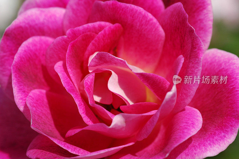 玫瑰“亮粉色冰山”