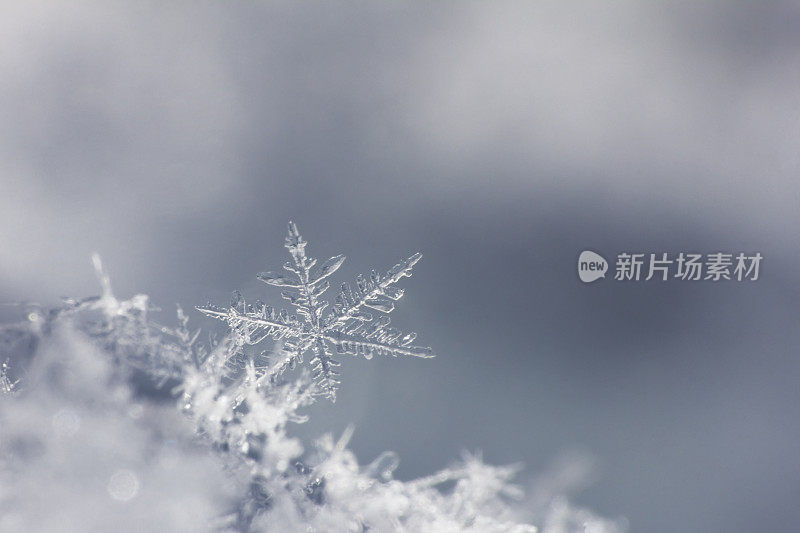 雪花孤立在中性背景上。关闭了。一个