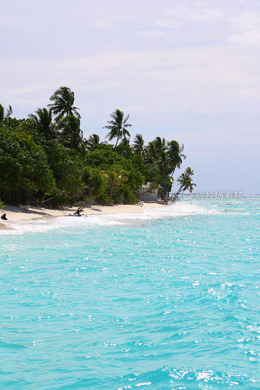 马尔代夫海滩和棕榈树