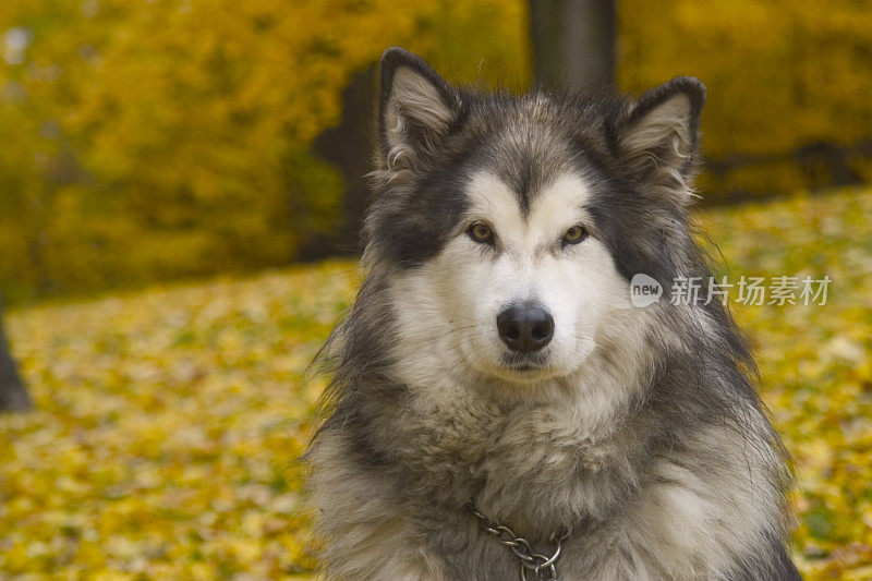 雪橇犬