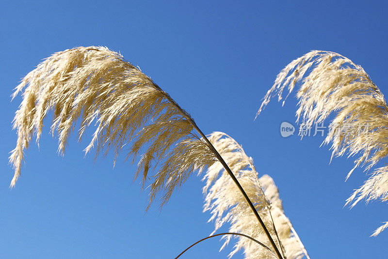 “Toitoi”或“Toetoe”草